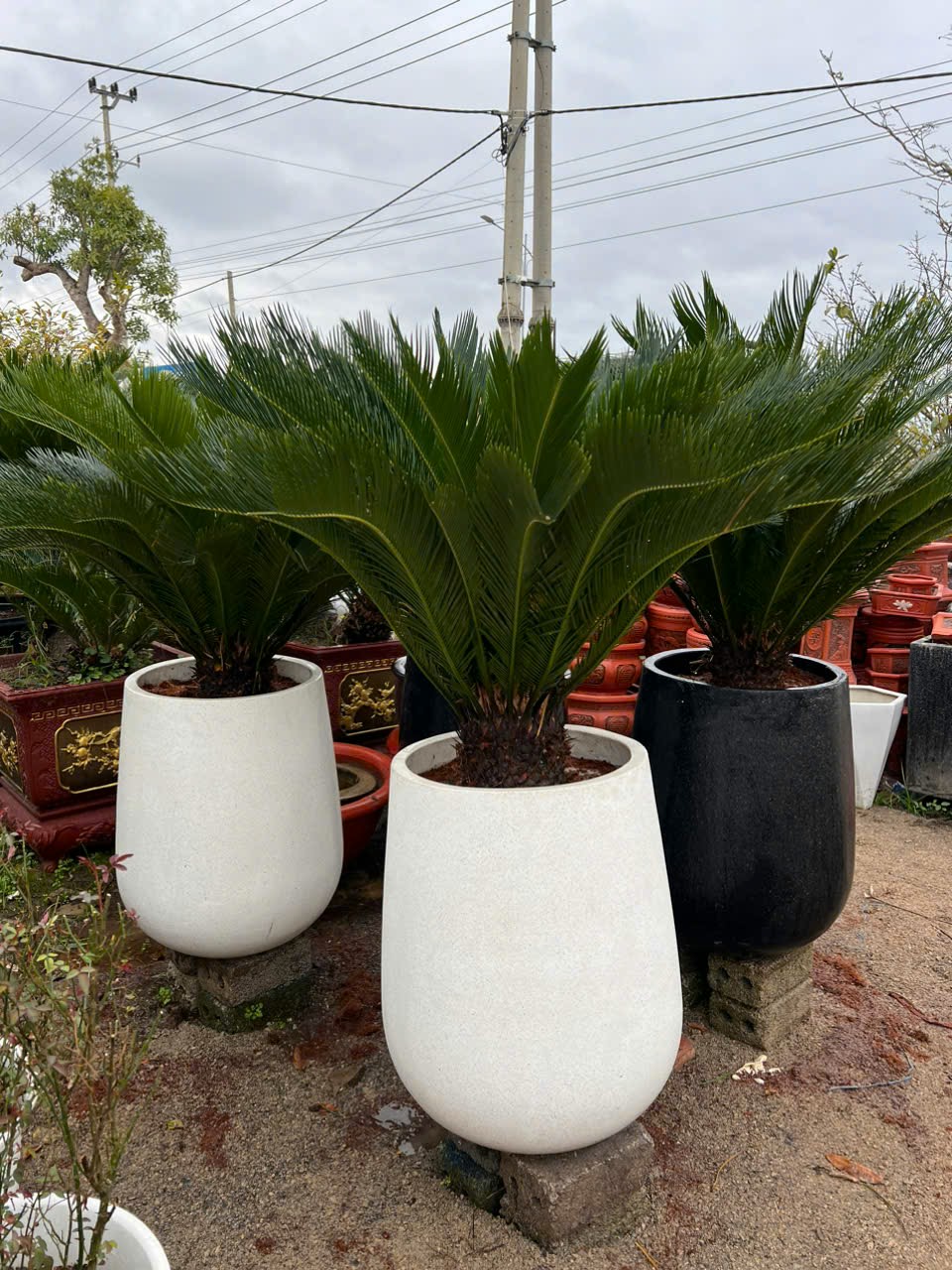 484730166_663835379499345_6718037423470327391_n