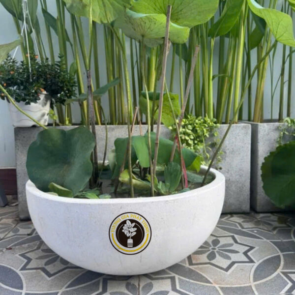 CHẬU ĐÁ MÀI LY LY ( Chảo - Trồng SEN, SÚNG )
